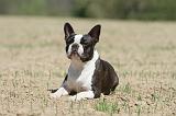 BOSTON TERRIER 244